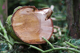 Fototapeta  - ścięte i pocięte na kawałki drzewo w lesie