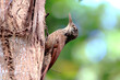 Straight-billed Woodcreeper (Dendroplex picus) perched on a branch