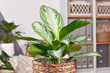 Wall Mural - Potted tropical 'Aglaonema Silver Bay' houseplant with silver pattern in basket