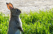 Cute Little Rabbit On Green Grass. Young Adorable Bunny Playing In Garden.