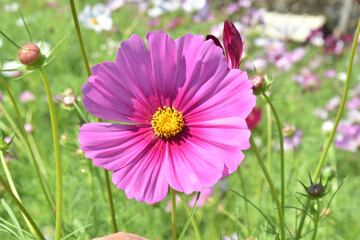 Wall Mural - cosmos flower nature background pink color