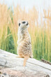meerkat on guard, cute animal