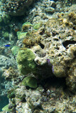 Fototapeta Do akwarium - View of seascape with corals