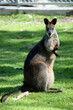 this is a close up of a swamp wallaby