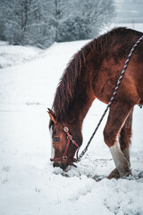 Poster - A vertical shot of a brown horse grazing grass in the woods in winter