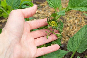 Inflorescence of tomatoes. Unusual shape. In the gardener's hand. Close-up. High quality photo. copy space. 