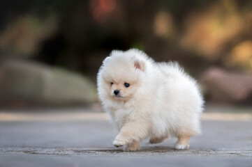 Sticker - cream pomeranian spitz puppy walking outdoors in spring