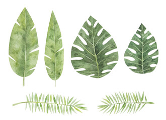  Set of tropical leaves on white background. Watercolor hand drawn illustrations of exotic plants