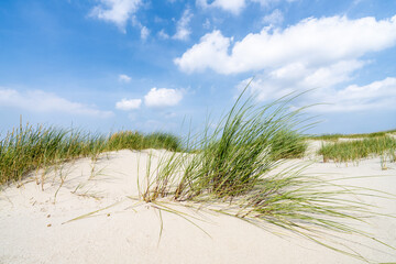 Wall Mural - dune beach with beach grass on a sunny day