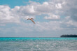 The Pelican hunting for fish in Dominican Republic. Close up on wild Pelican in atlantic ocean.