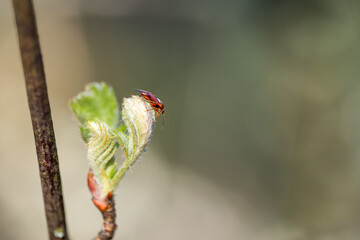 insect on a green leaf