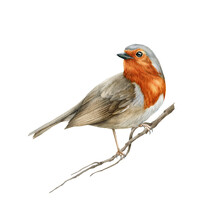 Robin Bird On The Tree Branch. Watercolor Realistic Illustration. Hand Drawn Close Up Small Garden Avian. Beautiful Song Bird Single Image. Tiny Robin Realistic Image. White Background
