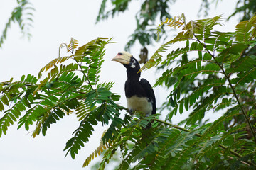 Wall Mural - Oriental pied Hornbill perched on a tree