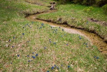 Little Creek And Blooming Gentians At The Brookside