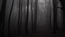 Foggy Forest In Winter. Gimbal Shot.