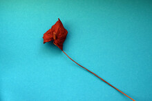 One Dry Red Flower On A Bright Colored Background. Top View, Flat Lay. Copy Space.