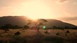 Safari orange Sunset in African savanna drive by with trees and mountains hills in Kenya move sunrise tsavo east west masai mara amboseli