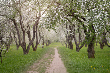 Wall Mural - Cherry and apple blossoms in spring garden