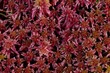 Rötliches Torfmoos (Sphagnum rubellum)