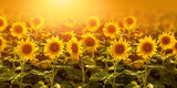 Fototapeta Kwiaty - pole ze słonecznikami w promieniach zachodzącego słońca