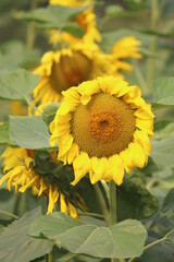 close up view of a blooming sunflower