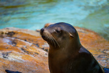Portrait Of A Cute Seal 