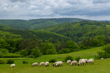 Fototapeta  - Spring landscape with white sheep in White Carpathians, Czech Republic