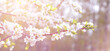 © Klever_ok - Cherry branch tree in bloom in spring. Blooming cherry on blurred background. Spring banner or backdrop with springtime blooms. Beautiful nature scene with a blossoming tree.