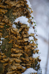 Sticker - A tree trunk with mushrooms in winter forest