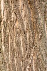 Wall Mural - Carved texture of tree bark. The bark of a tree with cracks. wood texture, natural tree bark. DNatural background, bark of a tree that traces cracking.