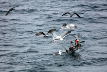 Seabirds In A Feeding Frenzy Off The Coast Of California With Pelicans And Gulls