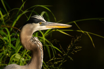 Poster - Great Blue Heron