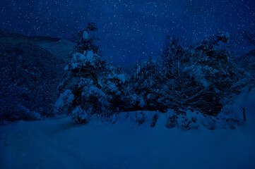 Wall Mural - mountain road through the snowy forest on a full moon night. scenic night winter landscape of dark b