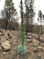 Poster - A vertical shot of dry ground and plants with trees