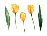 Fototapeta Tulipany - Yellow tulips isolated on white background. Set of watercolor illustrations. Spring, March 8, Mother's Day