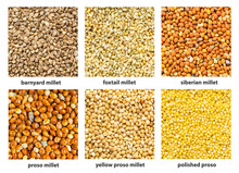 Background - Various Millet Seeds With Names