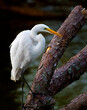 The Great Egret