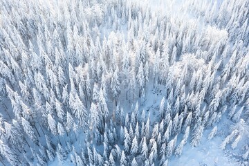 Wall Mural - Spruce forest on the north, beautiful aerial top view. Amazing winter scene. Christmas theme. Winter background.
Winter forest aerial view. Amazing nature landscape.