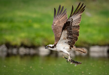 An Osprey Fishing In Maine 