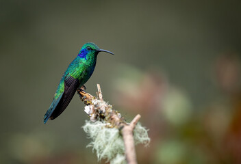 Wall Mural - A hummingbird in Costa Rica 