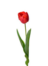 Red Tulip Flower Isolated On White Background