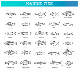 Wall Mural - Saltwater fish set. Types marine and ocean fish