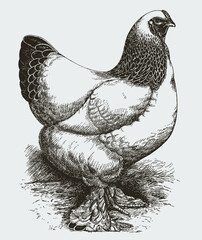 Light Brahma hen in side view