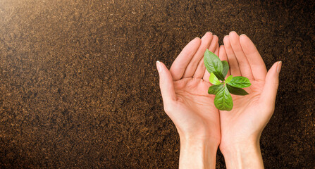 Wall Mural - female hands hold a young sprout, top view