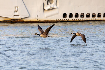 Sticker - A pair of Canadian geese (Branta canadensis) in flight over a river