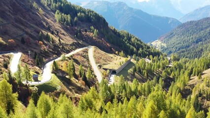 Wall Mural - a road with curves among the woods. aerial view from a drone. the dolomite alps, italy. summer lands