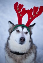 A Portrait Of A Cute And Funny Malamute In A Costume Of Santa Claus's Deer