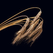 © photosaint - ripe ears of wheat close-up on a dark background. bread industry. vegetarian food