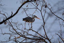 A Close-up Shot Of A Gray Heron Sitting On The Leafless Tree.