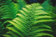 Full frame of Ferns polypodiopsida or japanese fern, green natural background